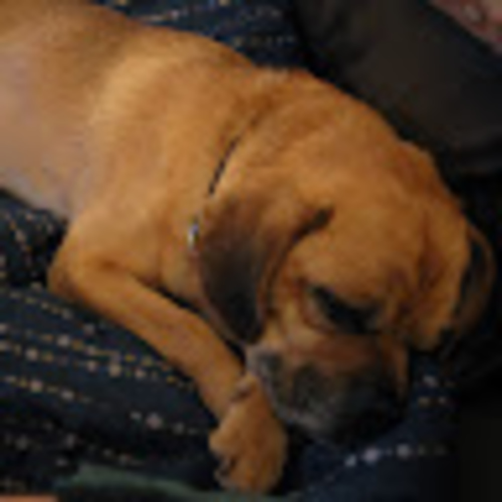 Meet your Posher, Heidi